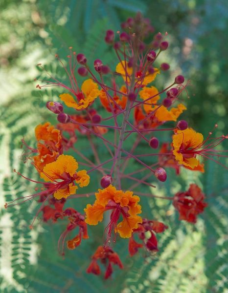 Orange and red circular flower-Red Bird of Paradise-Desert Botanical Gardens-Phoenix-Arizona